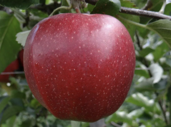 Jabloň podzimní 'PIDI' - Malus domestica 'PIDI'