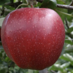 Jabloň podzimní 'PIDI' - Malus domestica 'PIDI'