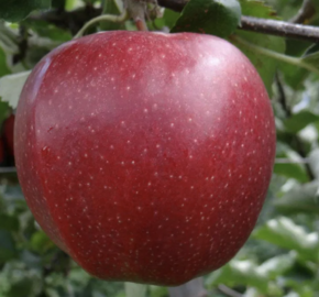 Jabloň podzimní 'PIDI' - Malus domestica 'PIDI'