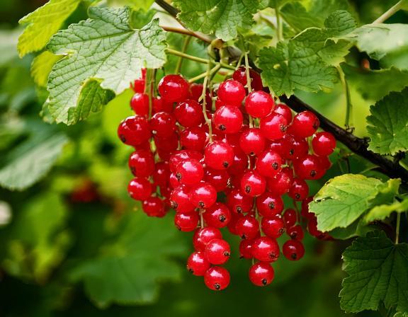 Rybíz červený 'Tatran' - Ribes rubrum 'Tatran'