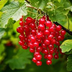 Rybíz červený 'Tatran' - Ribes rubrum 'Tatran'