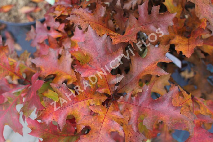 Dub bahenní 'Green Dwarf' - Quercus palustris 'Green Dwarf'