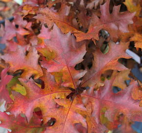 Dub bahenní 'Green Dwarf' - Quercus palustris 'Green Dwarf'