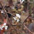 Kalina vonná - Viburnum farreri