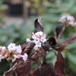 Kalina vonná - Viburnum farreri