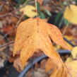 Liliovník tulipánokvětý - Liriodendron tulipifera