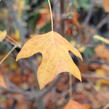 Liliovník tulipánokvětý - Liriodendron tulipifera