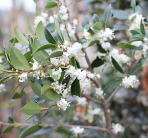 Vonokvětka různolistá - Osmanthus heterophyllus