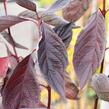 Svída bílá 'Nightfall' - Cornus alba 'Nightfall'