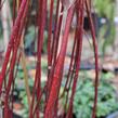 Svída bílá 'Nightfall' - Cornus alba 'Nightfall'