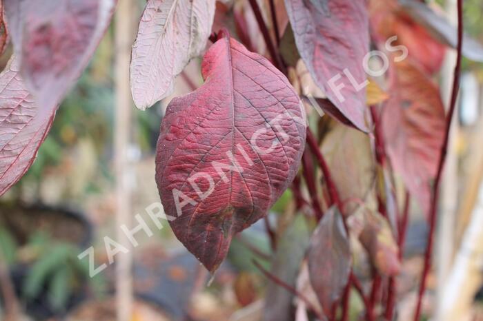 Svída bílá 'Nightfall' - Cornus alba 'Nightfall'