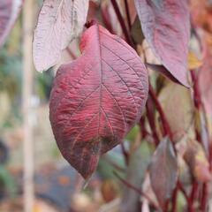 Svída bílá 'Nightfall' - Cornus alba 'Nightfall'