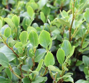 Kapuka širokolistá 'Redge' - Griselinia littoralis 'Redge'