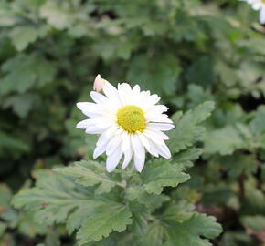 Listopadka - Dendranthema hortorum