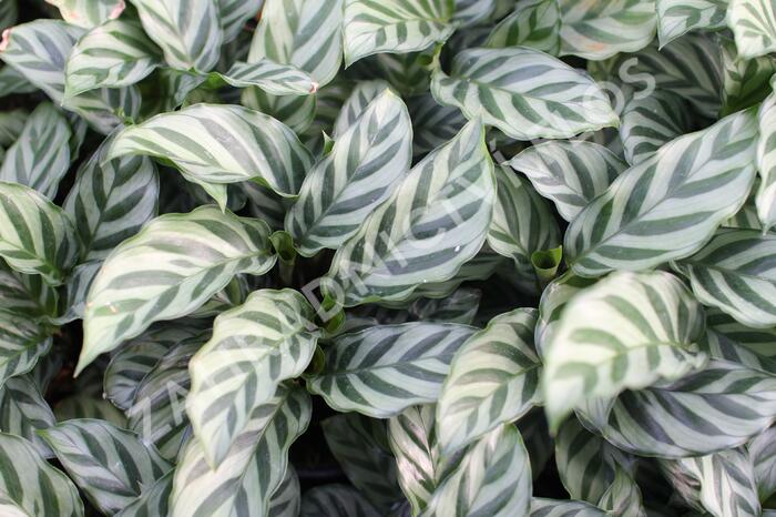 Kalatea - Calathea orbifolia