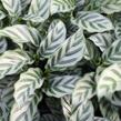 Kalatea - Calathea orbifolia