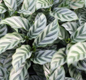 Kalatea - Calathea orbifolia