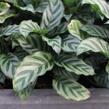 Kalatea - Calathea orbifolia