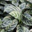 Kalatea - Calathea orbifolia