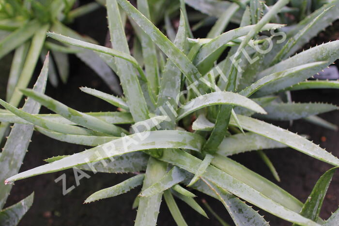 Aloe vera - Aloe vera