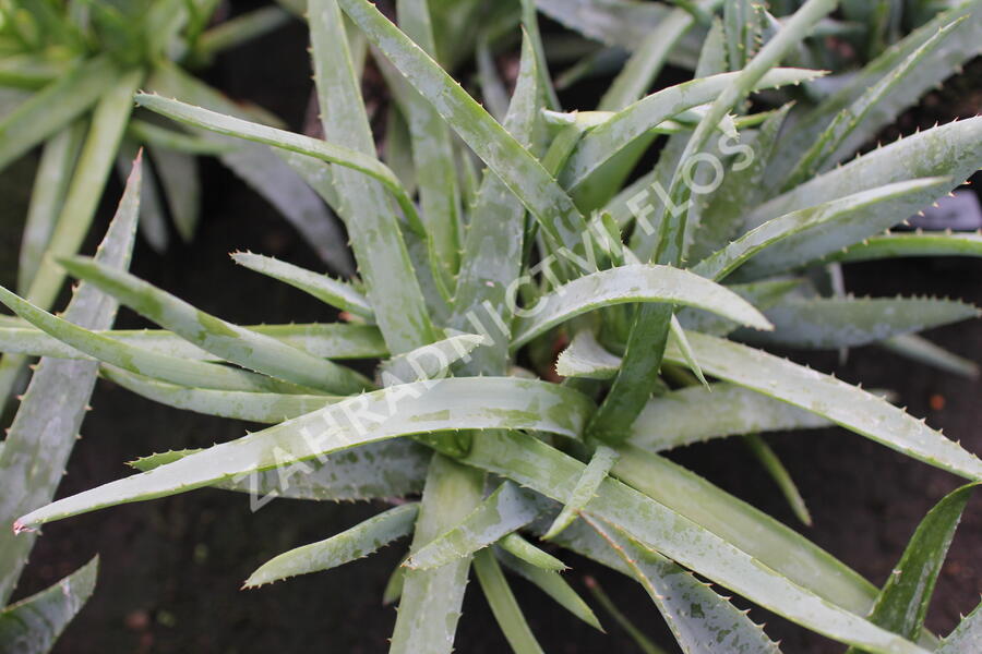 Aloe vera - Aloe vera