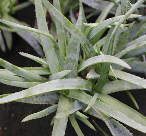 Aloe vera - Aloe vera