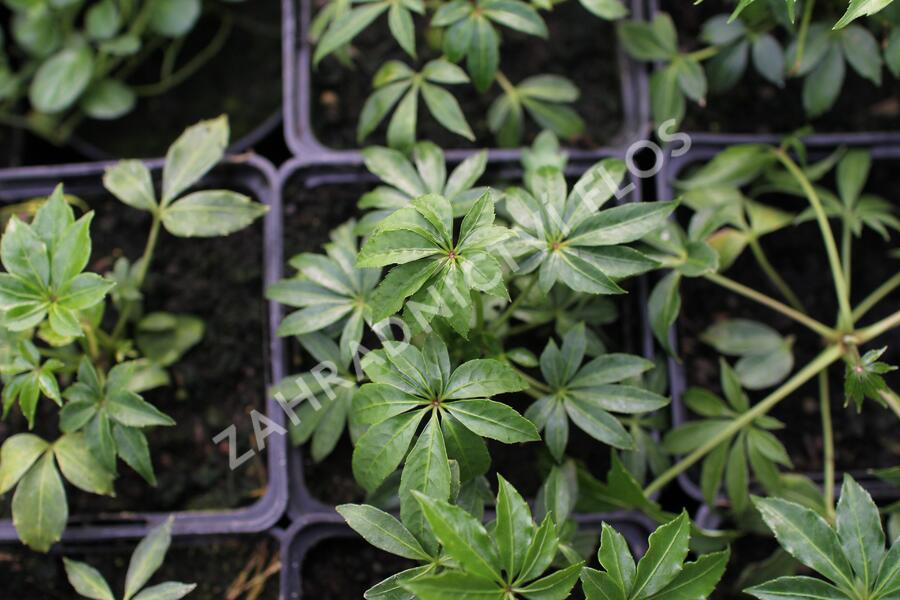 Šeflera tchaj-wanská - Schefflera taiwaniana