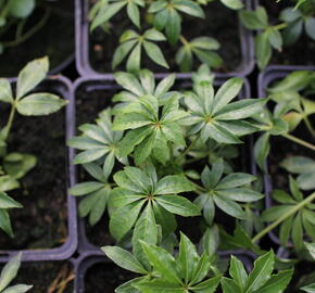 Šeflera tchaj-wanská - Schefflera taiwaniana