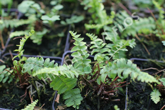 Ledviník - Nephrolepis exaltata