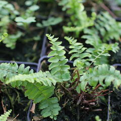 Ledviník - Nephrolepis exaltata