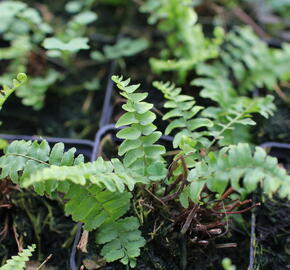 Ledviník - Nephrolepis exaltata