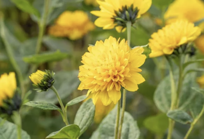 Slunečnice 'Limero' - Helianthus decapetalus 'Limero'