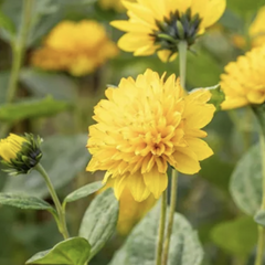 Slunečnice 'Limero' - Helianthus decapetalus 'Limero'