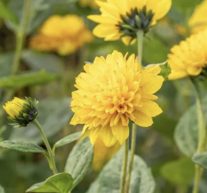 Slunečnice 'Limero' - Helianthus decapetalus 'Limero'