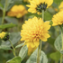 Helianthus decapetalus 'Limero'.png