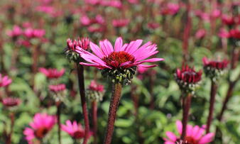 Echinacea purpurea 'Fatal Attraction'_04.JPG