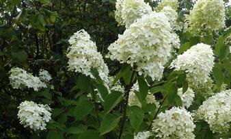 Hydrangea paniculata 'Limelight' (1600x1200) uprava.JPG