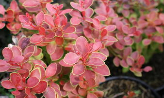 Berberis thunbergii 'Orange Alf' (1).JPG