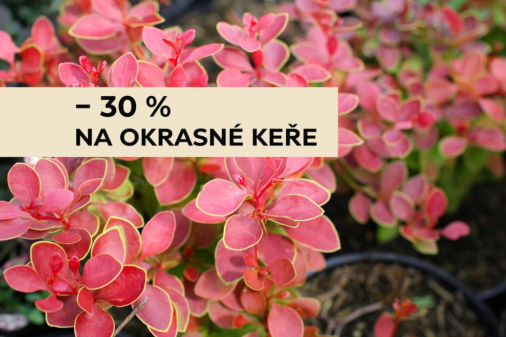 30 % keře