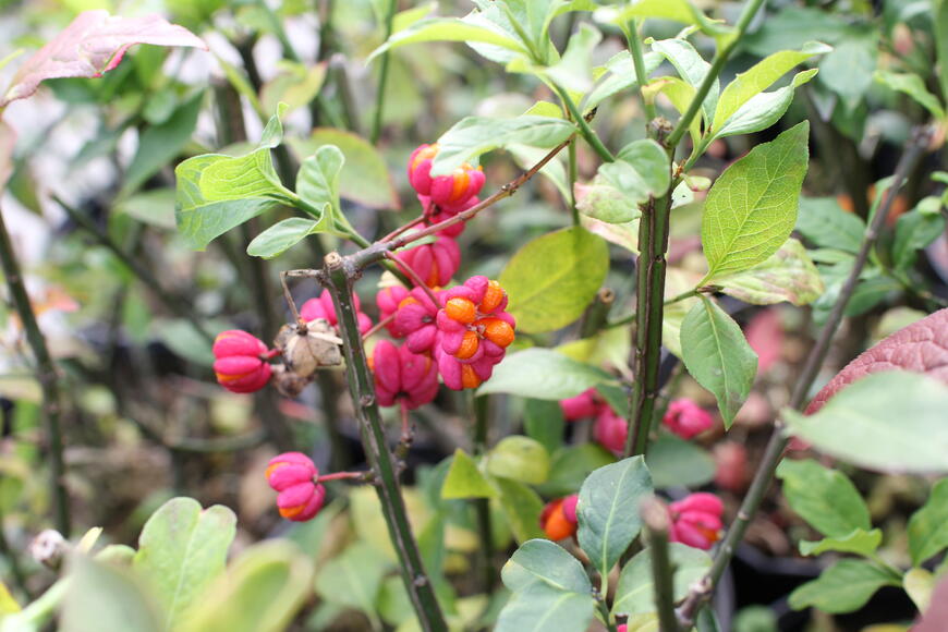 Euonymus europaeus