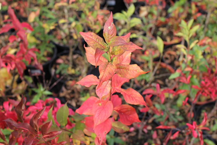 Euonymus europaeus