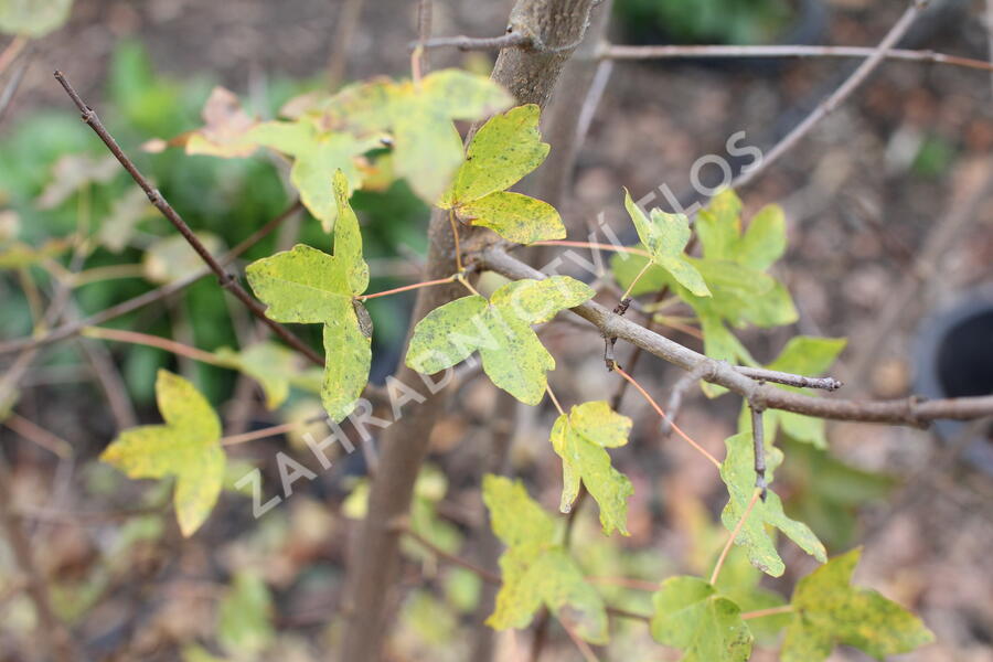 Javor francouzský - Acer monspessulanum