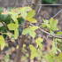 Acer monspessulanum_021.JPG