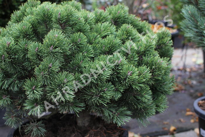 Borovice pyrenejská 'Hnízdo' - Pinus uncinata 'Hnízdo'