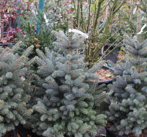 Smrk pichlavý 'Super Blue Seedlings' - Picea pungens 'Super Blue Seedlings'