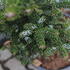 Abies koreana 'Molli'_02.JPG