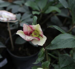 Čemeřice 'Ice N' Roses Dark Picotee' - Helleborus hybridus 'Ice N' Roses Dark Picotee'