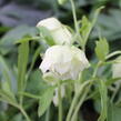 Čemeřice východní 'Double White Spotted' - Helleborus orientalis 'Double White Spotted'