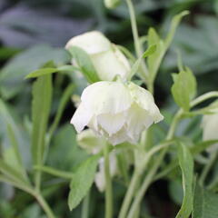 Čemeřice východní 'Double White Spotted' - Helleborus orientalis 'Double White Spotted'