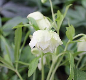 Čemeřice východní 'Double White Spotted' - Helleborus orientalis 'Double White Spotted'